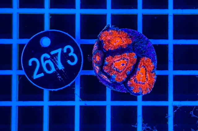 Acanthastrea lordhowensis - 2673_21