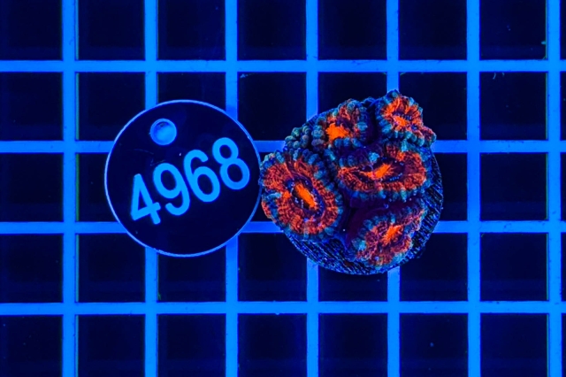 Acanthastrea lordhowensis - 4968_21