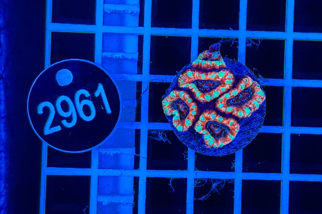 Acanthastrea lordhowensis