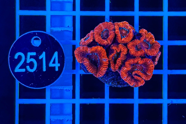 Acanthastrea lordhowensis - 2514_21