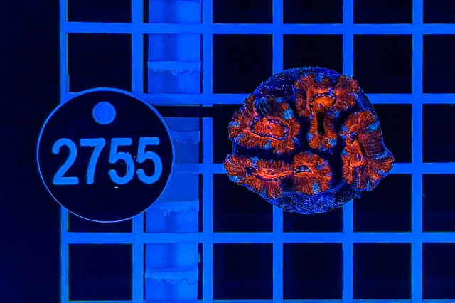 Acanthastrea lordhowensis - 2755_21