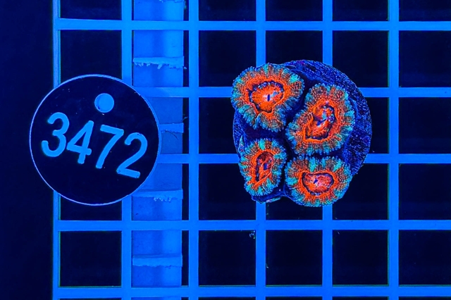 Acanthastrea lordhowensis - 3472_21