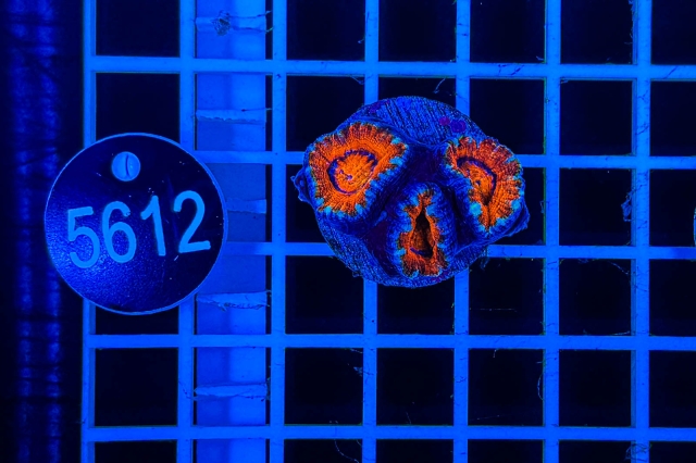 Acanthastrea lordhowensis - 5612_21