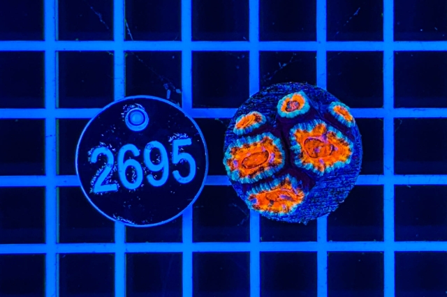 Acanthastrea lordhowensis - 2695_21