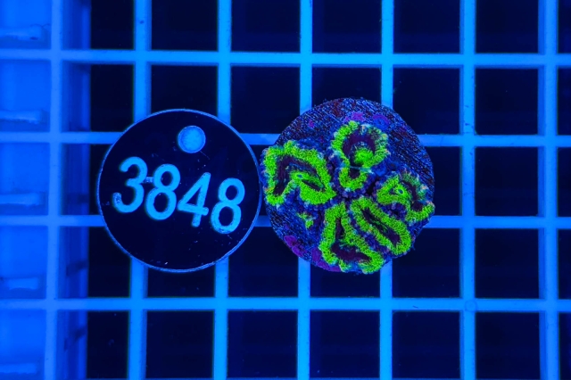 Acanthastrea lordhowensis - 3848_21