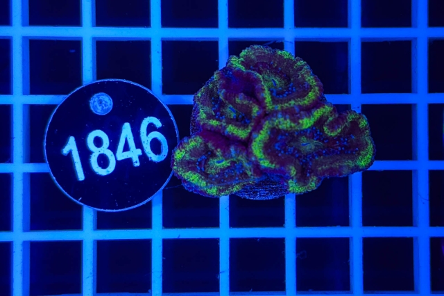 Acanthastrea lordhowensis - 1846_21