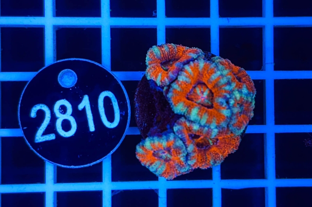 Acanthastrea lordhowensis - 2810_21