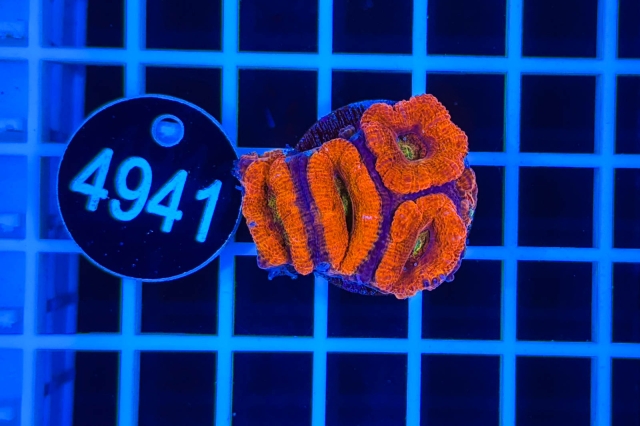 Acanthastrea lordhowensis - 4941_21