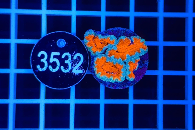 Acanthastrea lordhowensis - 3532_21