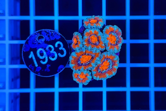 Acanthastrea lordhowensis - 1933_21