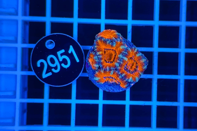 Acanthastrea lordhowensis - 2951_21