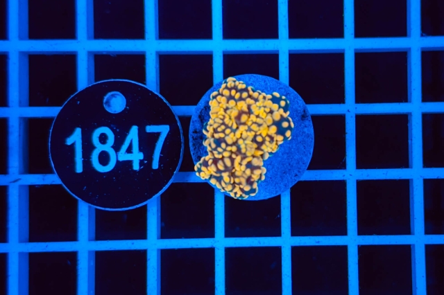 Euphyllia paradivisa - 1847_21