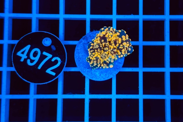 Euphyllia paradivisa - 4972_21