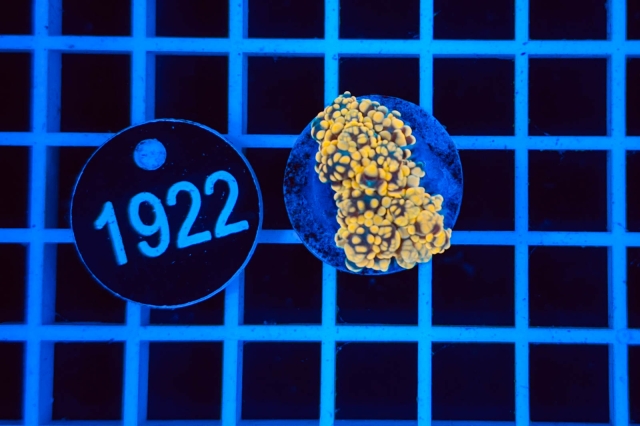 Euphyllia paradivisa - 1922_21