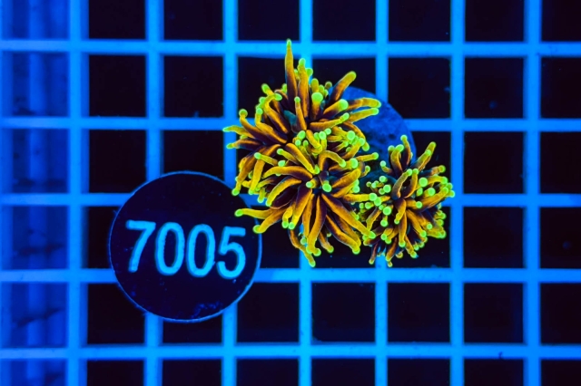 Euphyllia glabrescens - 7005_21