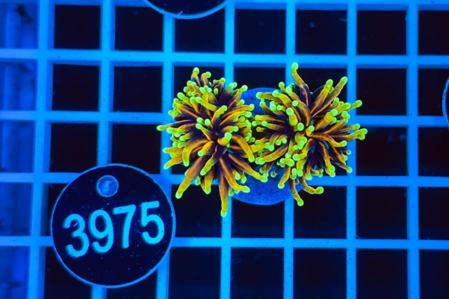 Euphyllia glabrescens - 3975_21