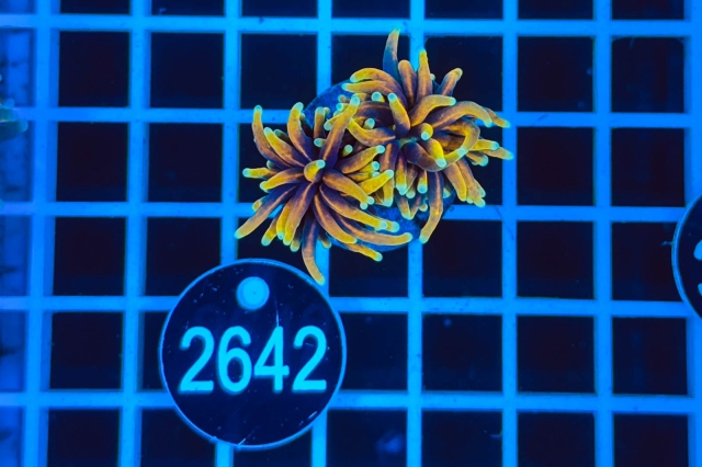 Euphyllia glabrescens - 4642_21