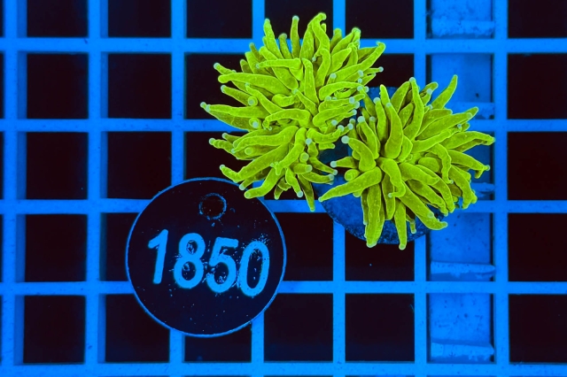 Euphyllia glabrescens - 1850_21