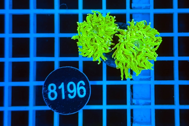 Euphyllia glabrescens - 8196_21