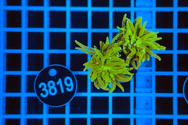 Euphyllia glabrescens - 3819_21