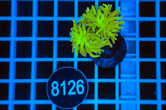 Euphyllia glabrescens - 8126_21