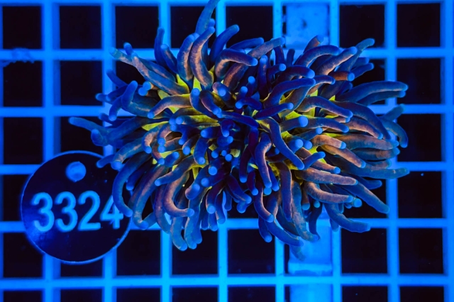 Euphyllia glabrescens - 3324_21