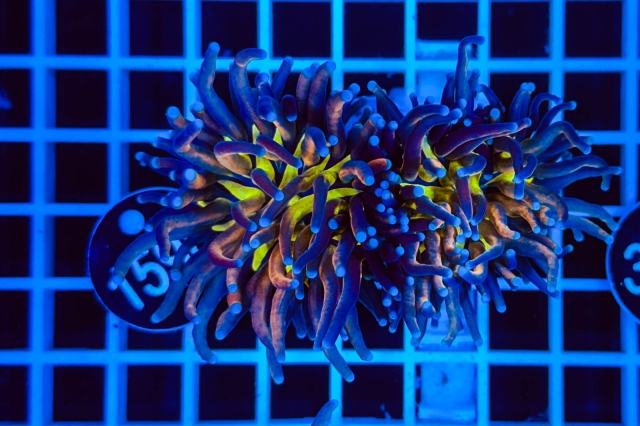 Euphyllia glabrescens