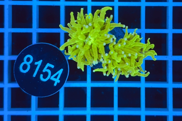 Euphyllia glabrescens - 8154_21