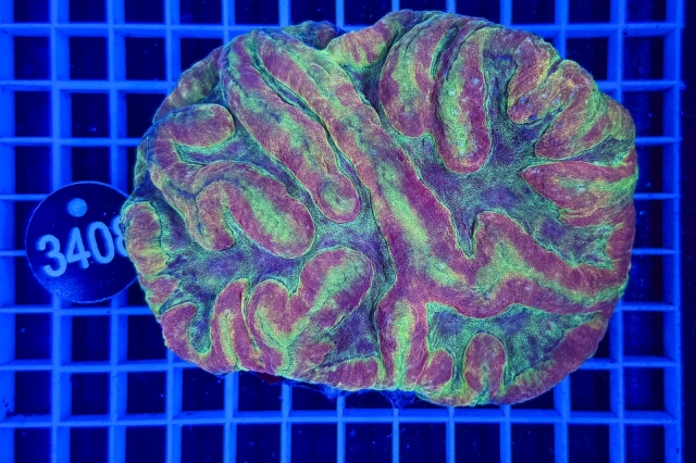 Symphyllia - 3408_21