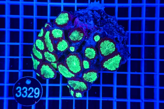 Blastomussa wellsi - 3329_21