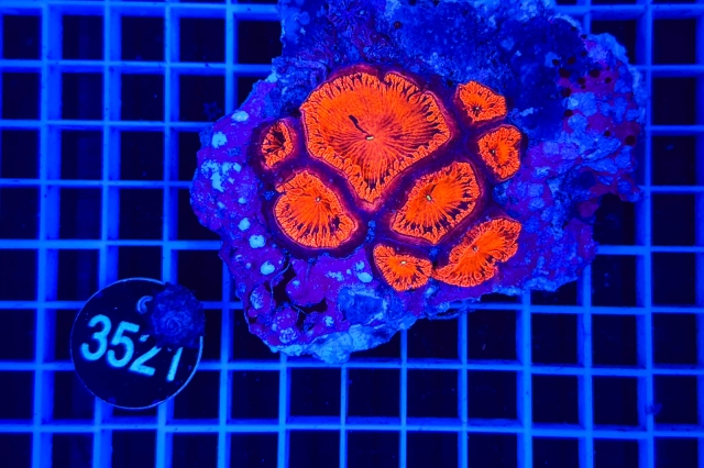 Blastomussa wellsi - 3521_21