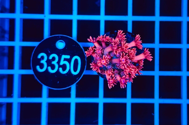 Goniopora - 3350_21
