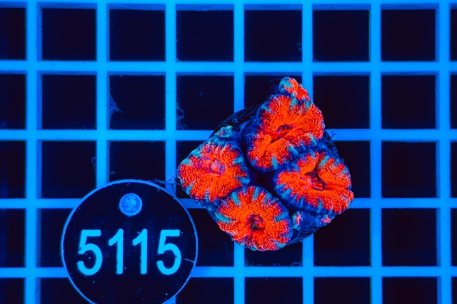 Acanthastrea lordhowensis - 5115_21