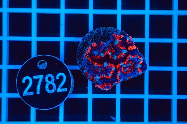 Acanthastrea lordhowensis - 2782_21