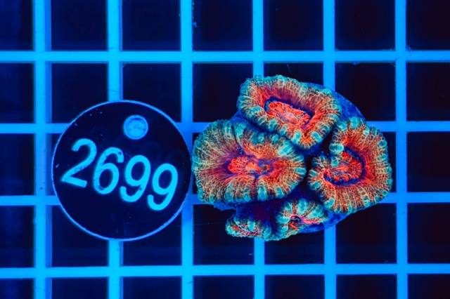 Acanthastrea lordhowensis - 2699_21