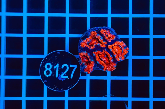 Acanthastrea lordhowensis - 8127_21