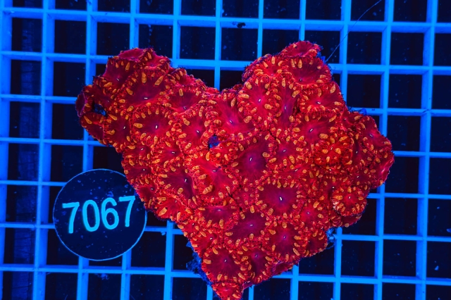 Blastomussa wellsi - 7067_21