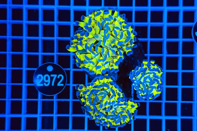 Euphyllia paraancora - 2972_21