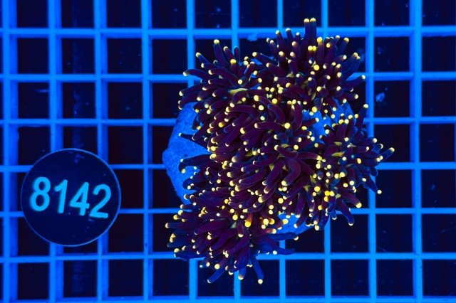 Euphyllia glabrescens - 8142_21