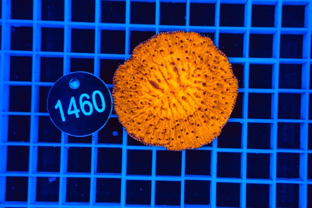 Fungia - 1460_21