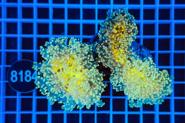 Euphyllia divisa - 8184_21