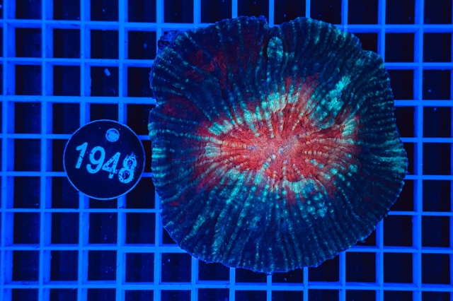 Australomussa - 1948_21