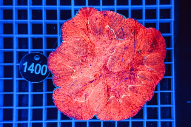 Australomussa - 1400_21