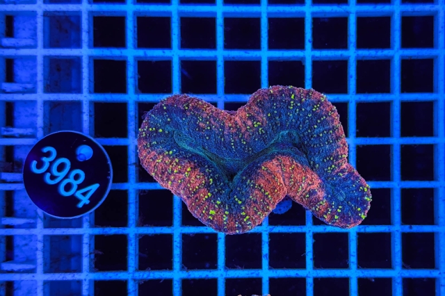 Lobophyllia - 3984_22