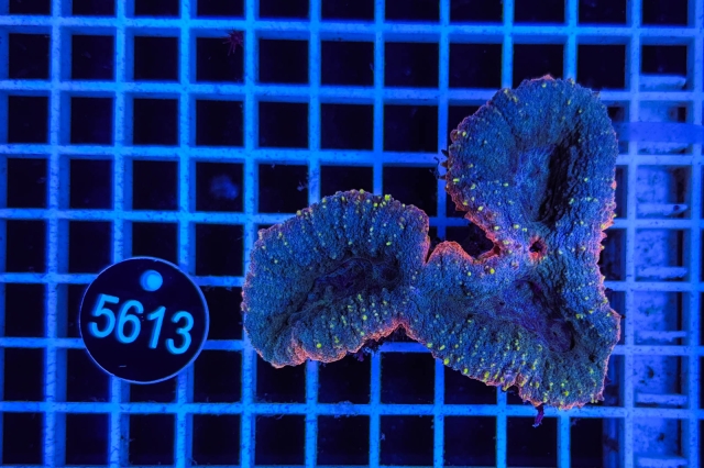 Lobophyllia sp.