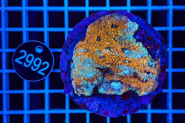 Acanthastrea echinata - 2992_22