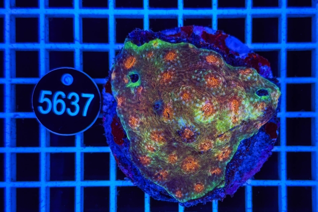 Acanthastrea echinata