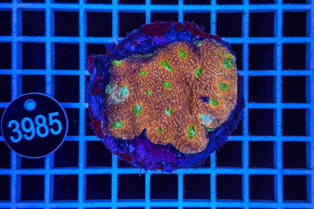 Acanthastrea echinata - 3985_22