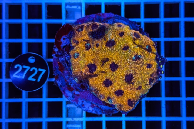 Acanthastrea echinata - 2727_22