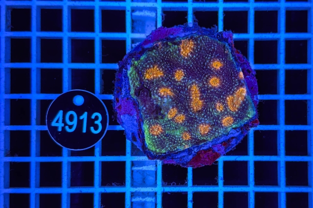 Acanthastrea echinata